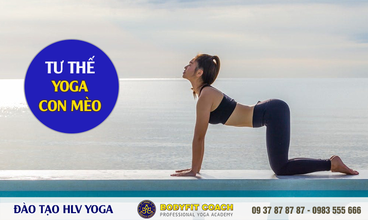 Tư thế con mèo trong yoga